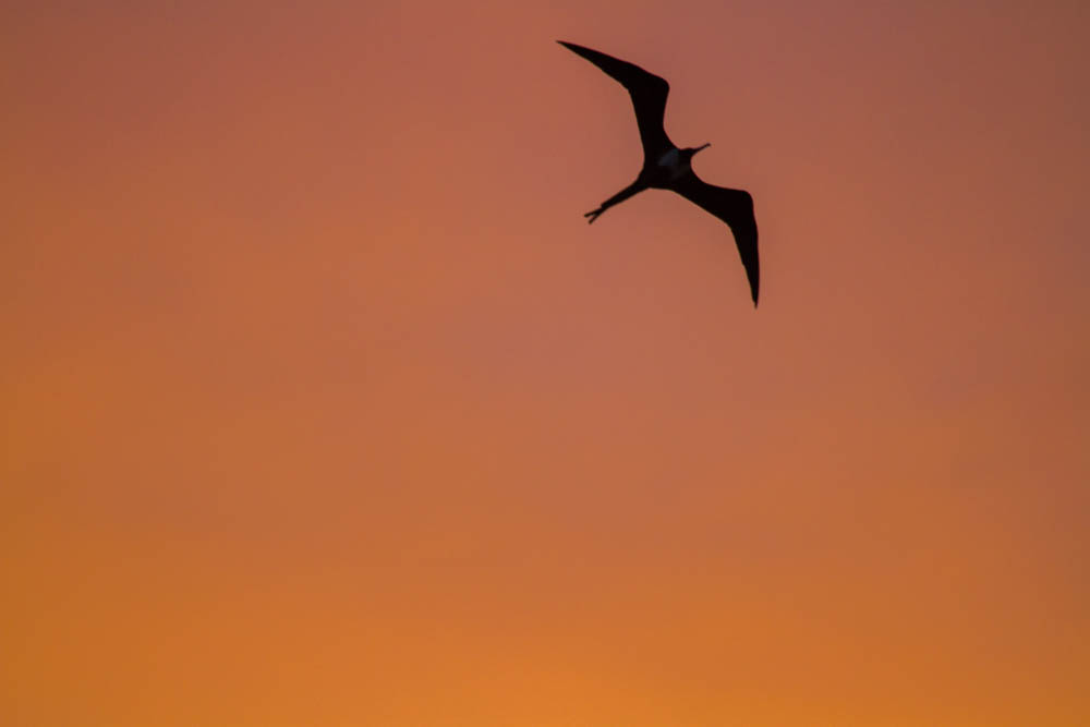 Céu do passaro 2