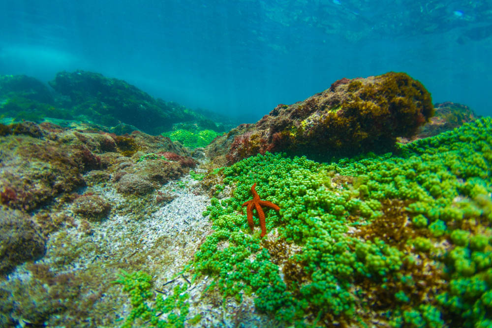 Estrela do mar