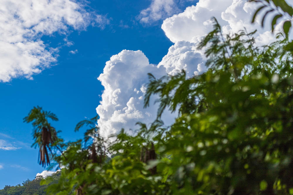 _MG_4201 Algodão doce 1