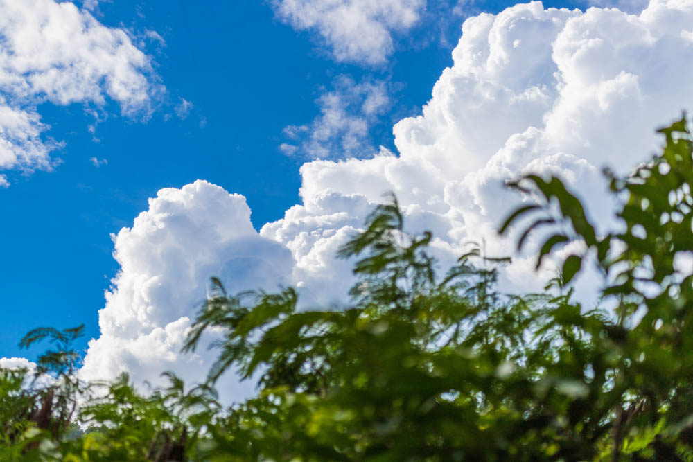 _MG_4203 Algodão doce 2