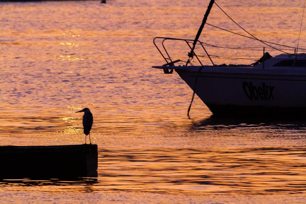 O Veleiro e a garça