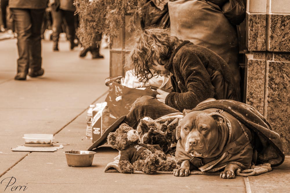 O cão e seu dono New york