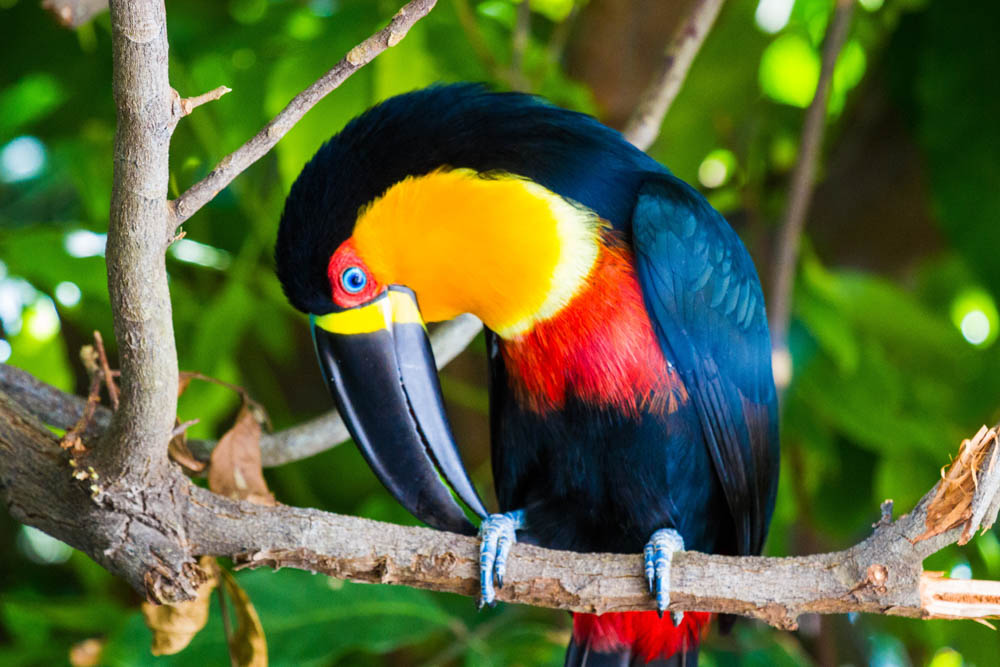 Tucano 2