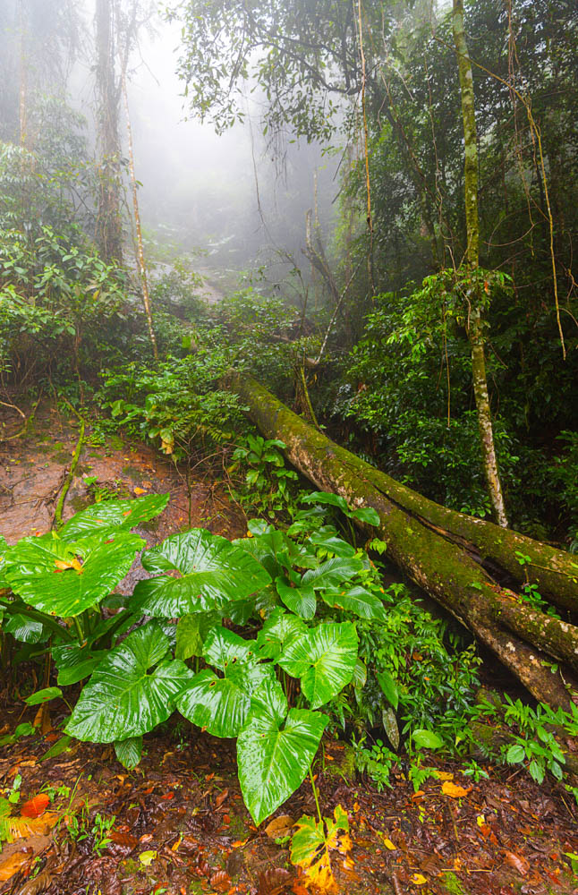 Nevoeiro Da Floresta_